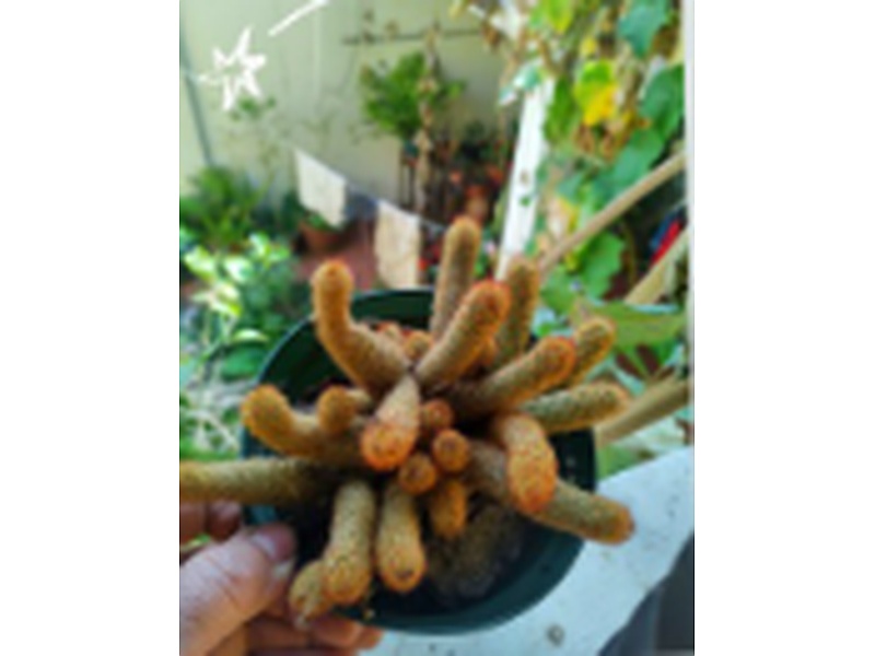 Planta Mammillaria Guatemala