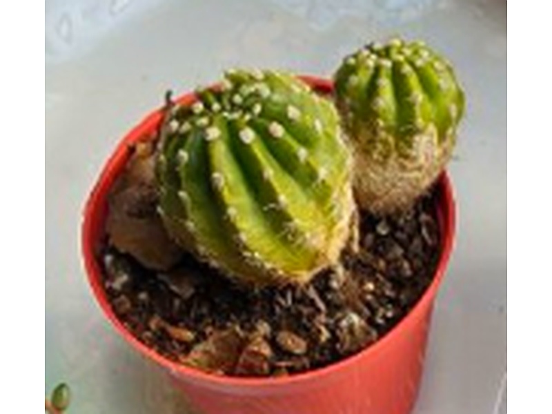 Planta Echinopsis Guatemala