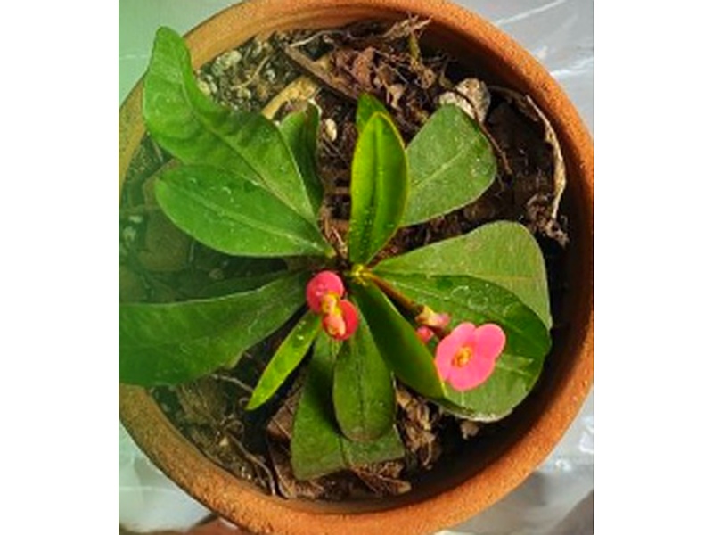 Planta Euphorbia Guatemala