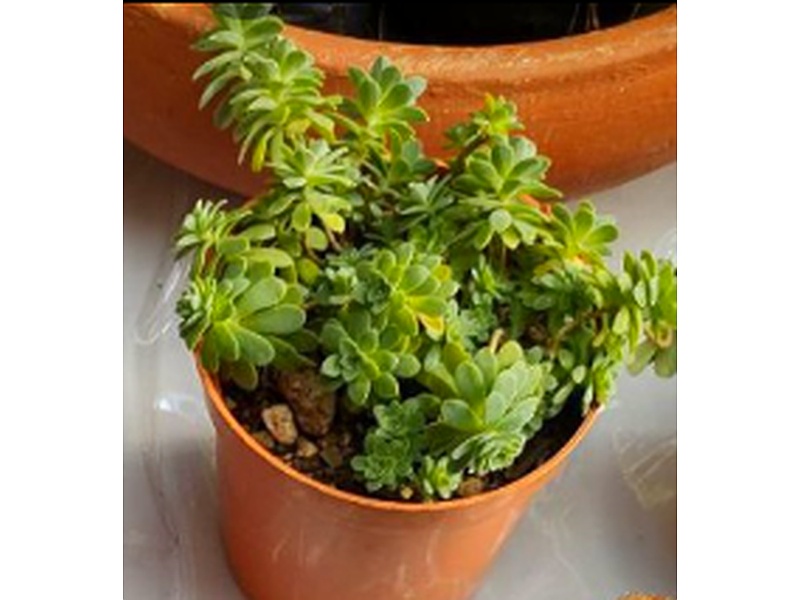 Planta Sedum Guatemala