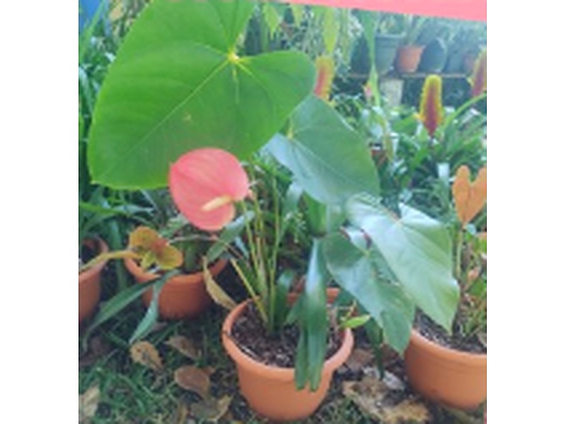 Planta Anthurium Rojo Guatemala