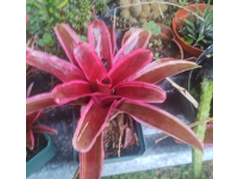 Planta Neoregelia Guatemala