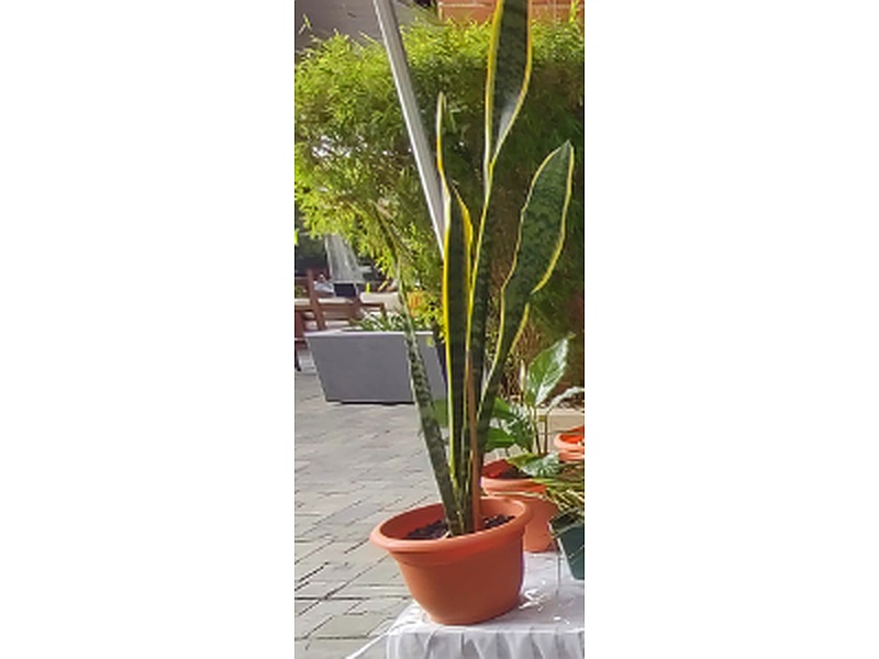 Planta Sansevieria Guatemala