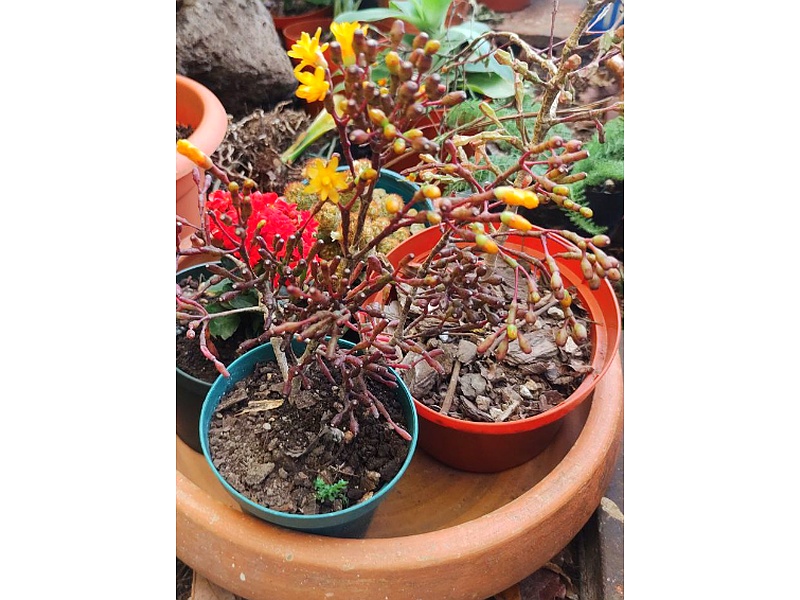Planta Kalanchoe Guatemala