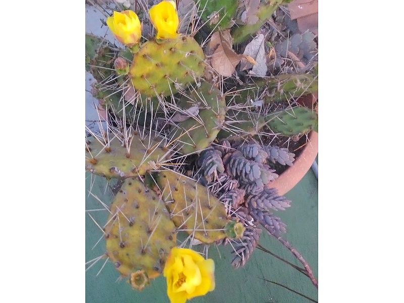 Planta Opuntia Guatemala