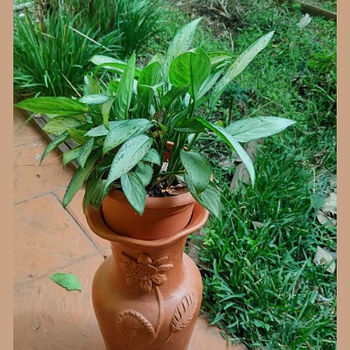 Huerta Urbana Z2