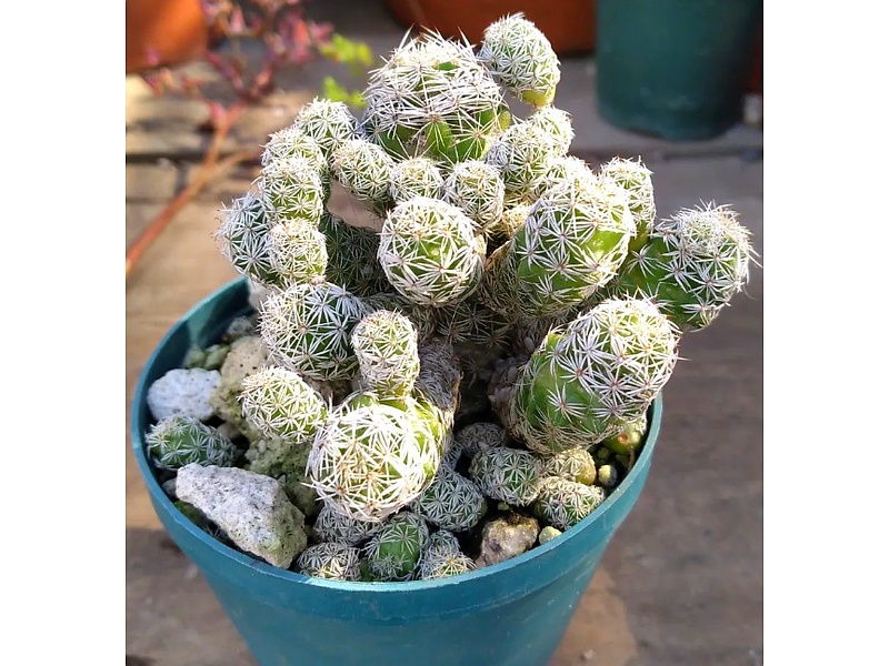 Planta Mammillaria Guatemala