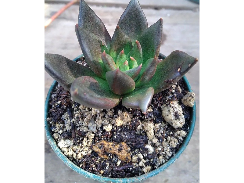 Planta Echeverría Agavoides Guatemala