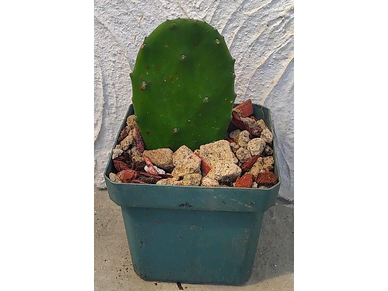 Planta Opuntia Guatemala