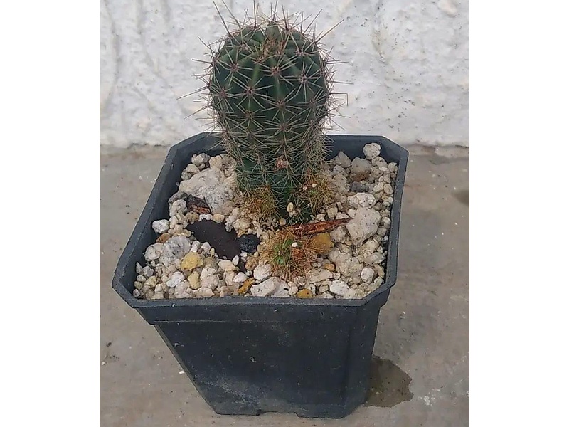 Planta Echinopsis Guatemala
