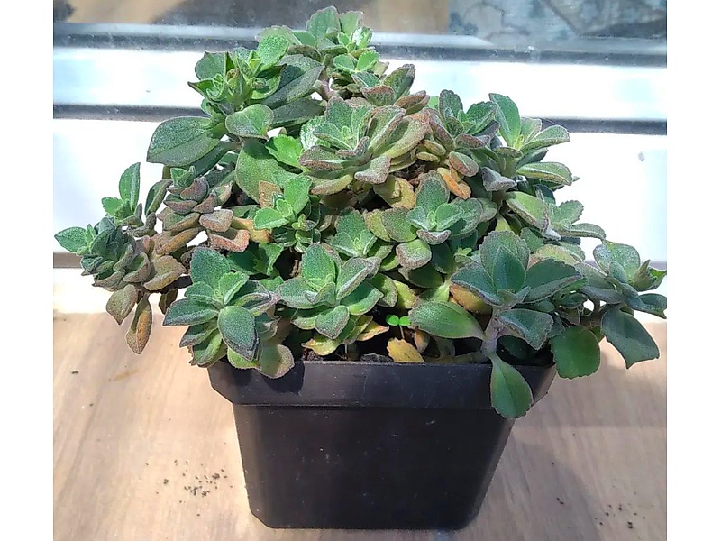 Planta Plectranthus Guatemala