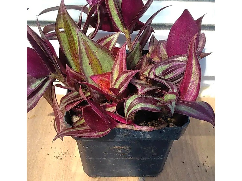 Planta Tradescantia Guatemala