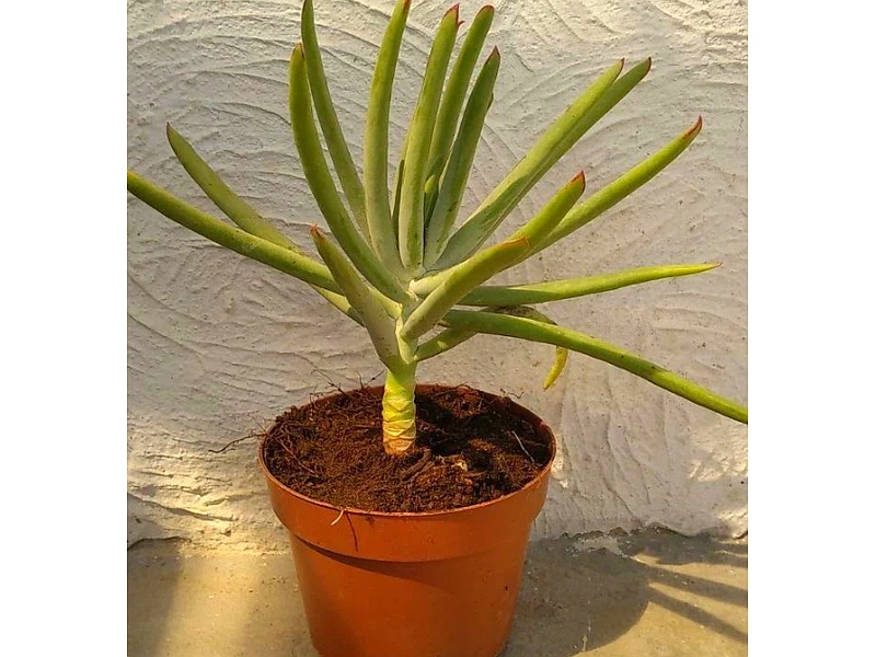 Planta Aloe Dichotoma Guatemala