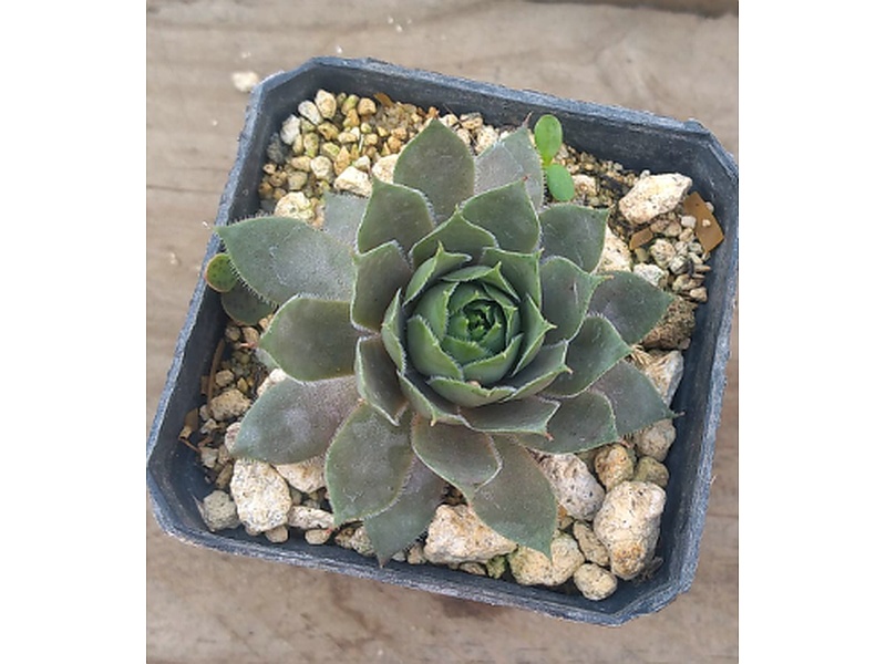 Planta Sempervivum Guatemala