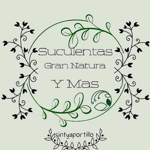 Suculentas Grannatura