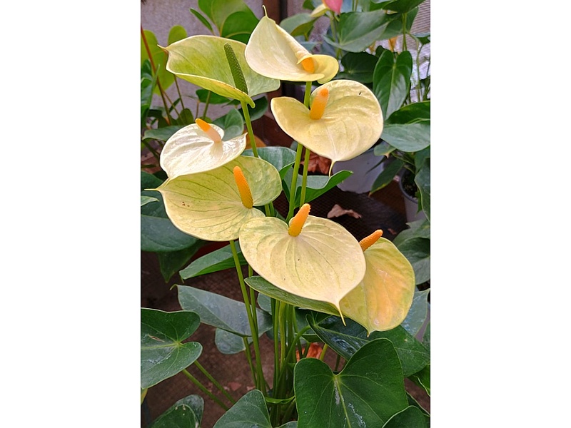 monstera albo plants Buy Monstera Albo Variegata ~ Variegated Houseplant  AroidHouse