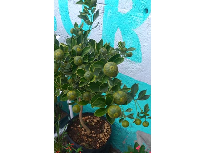 Limonero Árbol Guatemala