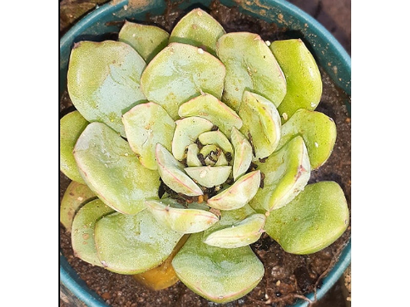 Echeveria Elegans Planta Guatemala