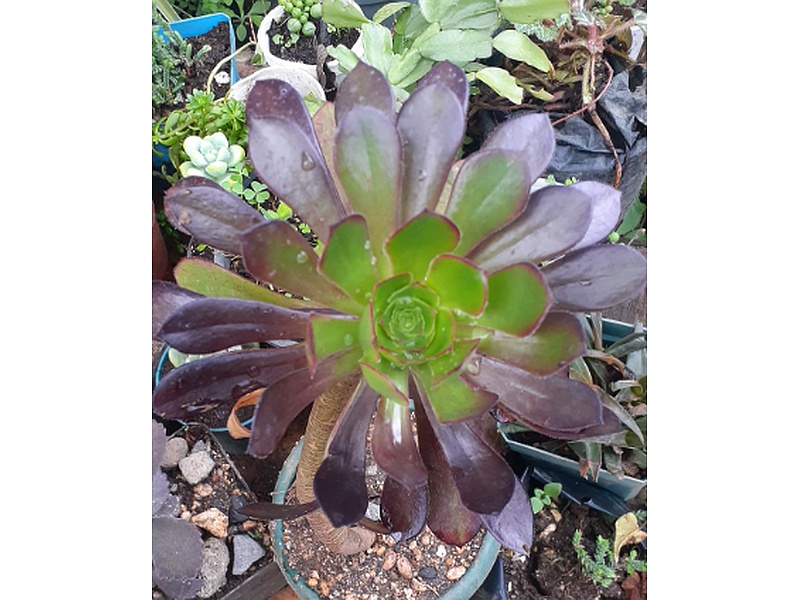 Aeonium Planta Guatemala