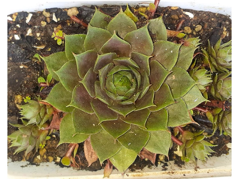Sempervivum Planta Guatemala