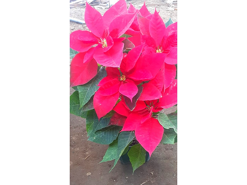 Euphorbia Planta Guatemala