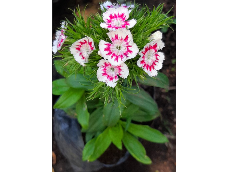 Dianthus Flor Guatemala