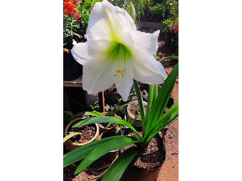 Amarylis Flor Guatemala