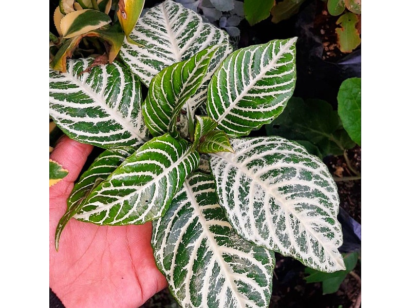 Aphelandra Planta Guatemala