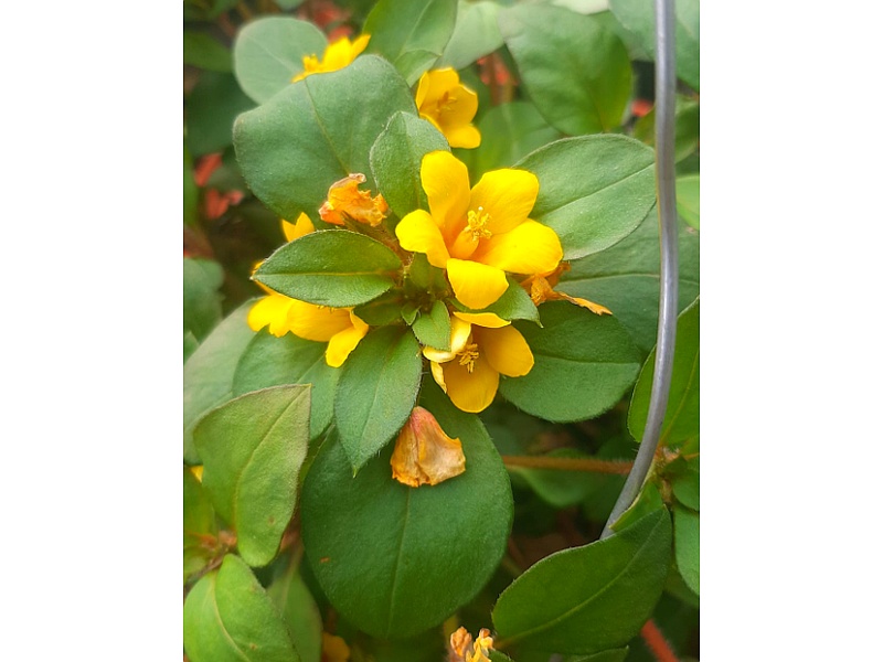 Lysimachia Planta Guatemala