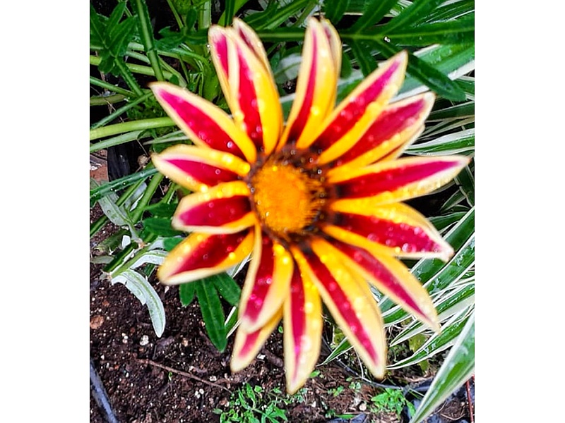 Gazania Guatemala