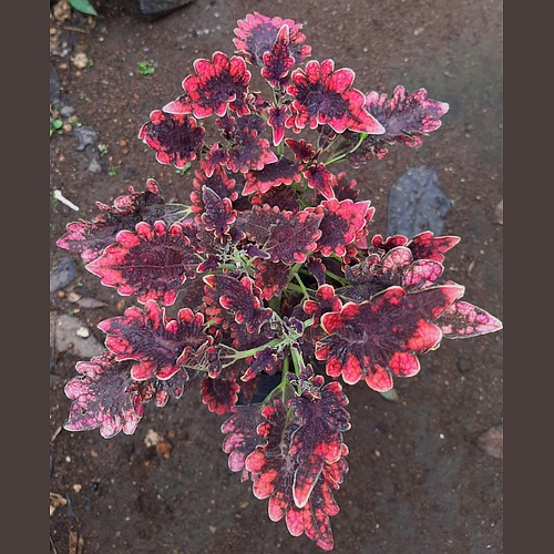 Vivero El Regalo de Dios