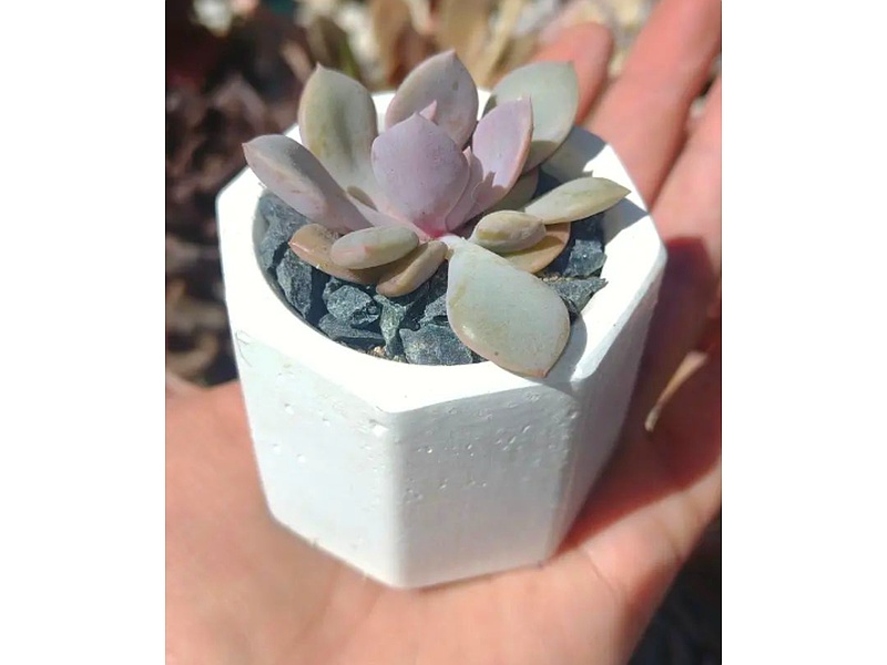 Maceta Hexagonal Guatemala
