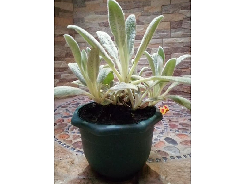 Maceta Verde Guatemala