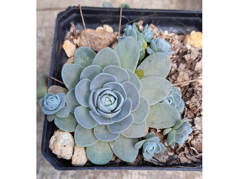 Orochastys Guatemala