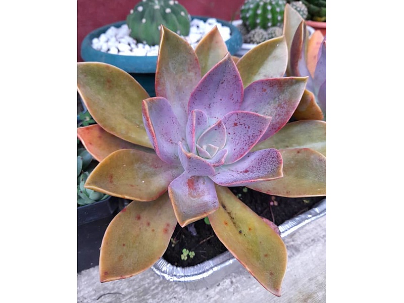 Graptopetalum Planta Guatemala