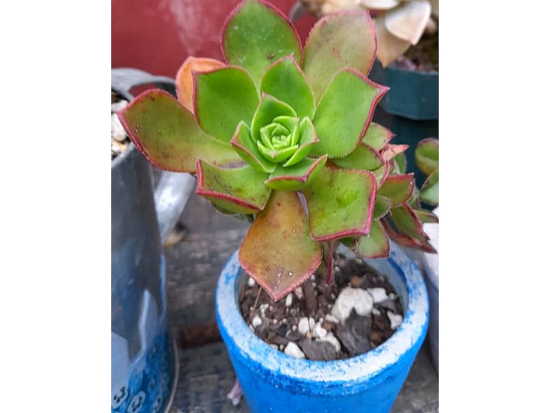 Aeonium Planta Guatemala