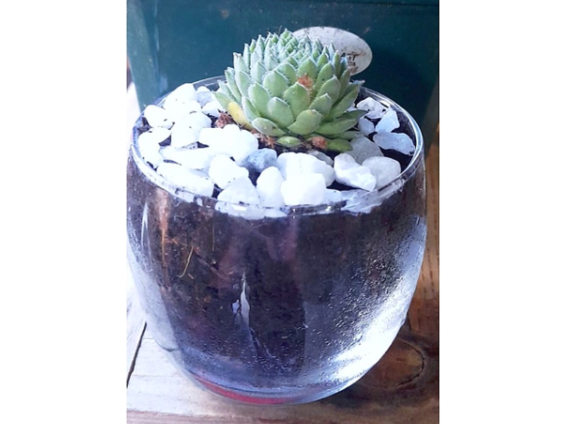 Sempervivum Planta Guatemala
