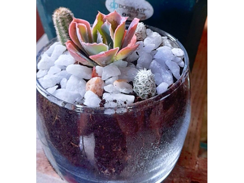 Echeveria Guatermala
