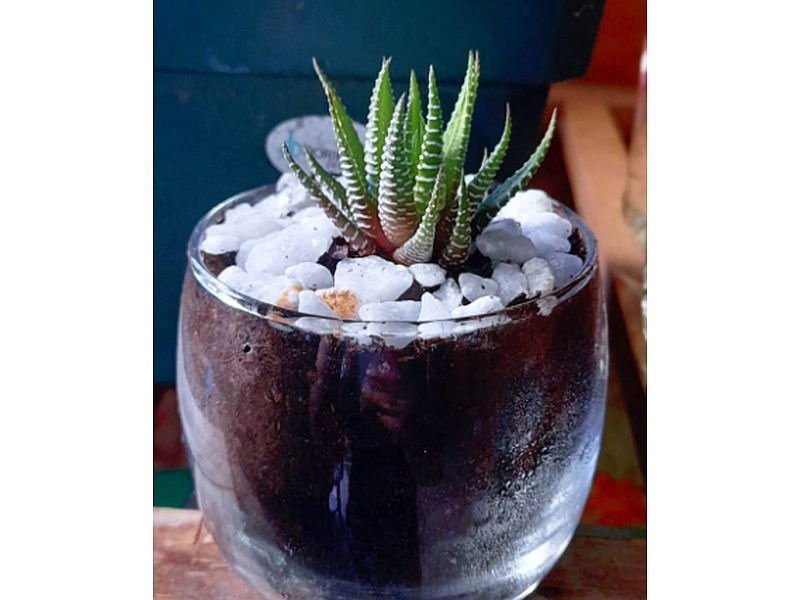 Haworthia Planta Guatemala