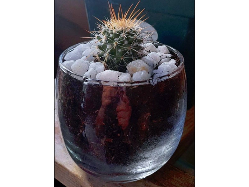 Mammillaria Guatemala