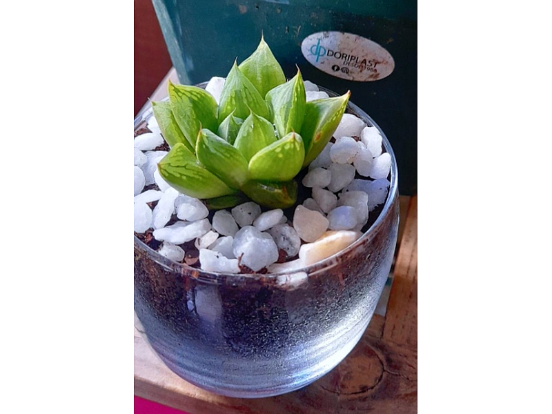Haworthia  Guatemala