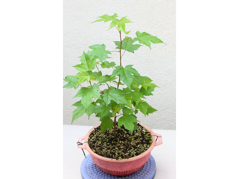 Acer Planta Guatemala