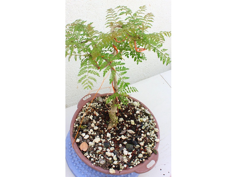 Bonsái Leucaena Guatemala