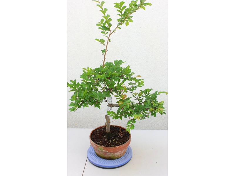 Bonsai Myrtus Gutaemala