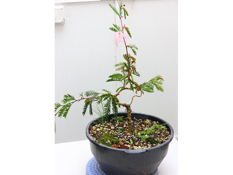 Bonsái Acasia Guatemala