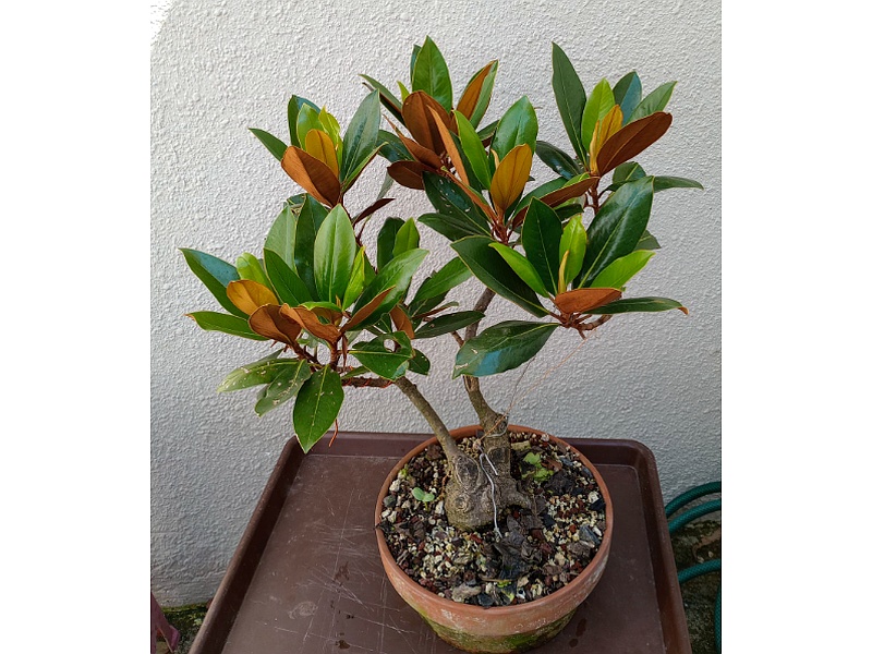 Bonsái Ficus Guatemala