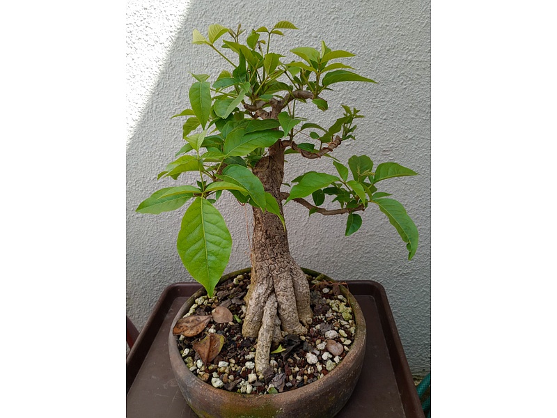 Bonsái Vitex Guatemala