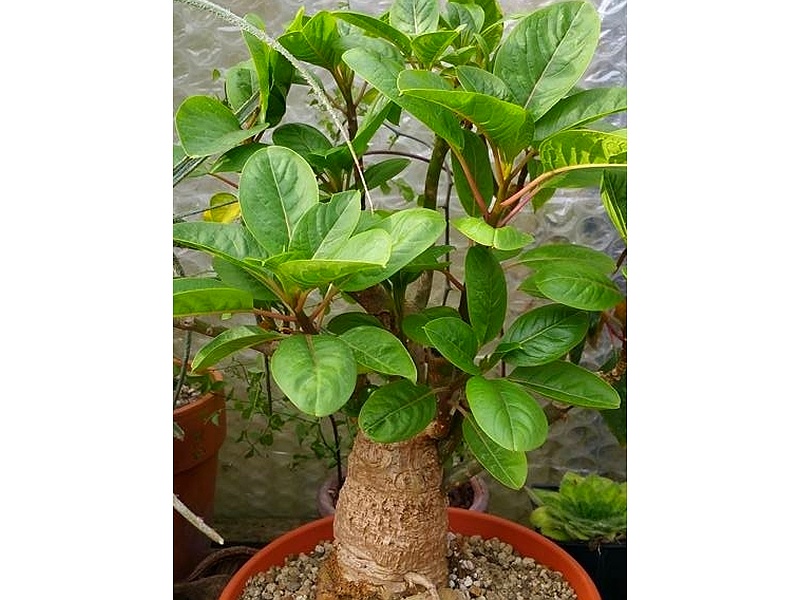 Bonsai Phytolacca Guatemala