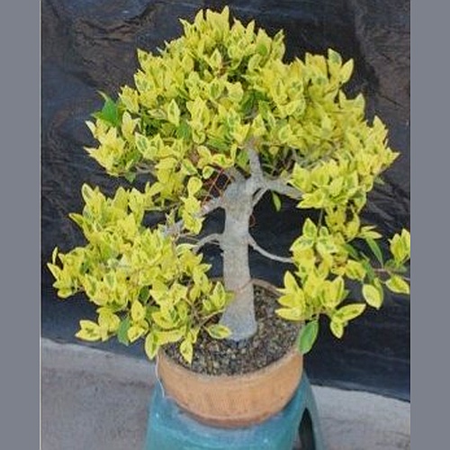 Bonsai UrbanoGuate 