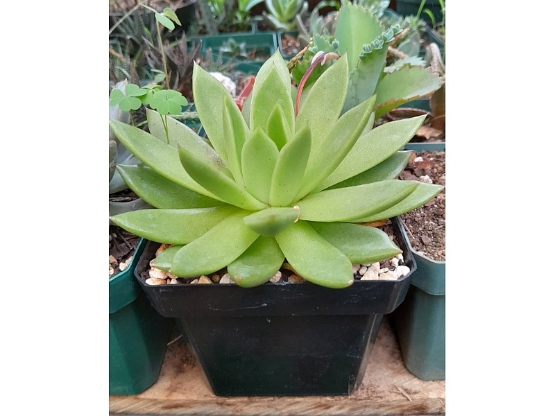 Echeveria Agavoides Guatemala